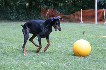 Dobermann Teibball
