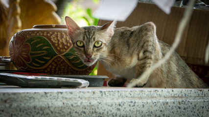 The Homeless Cat Secretly Eating Food on a Dish