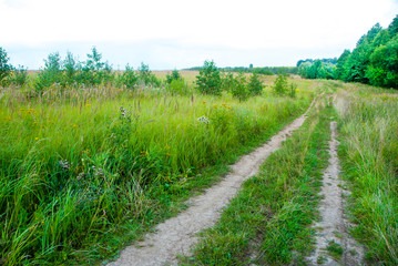 Forest dirt road.The path along the edge.Earthen road track.