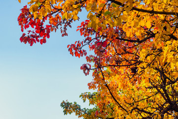 Herbst Äste mit bunten Blättern und blauen Himmel