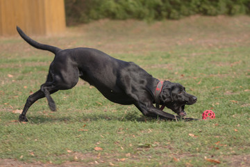 Labrador spielt mit Ball