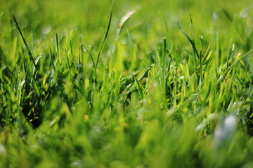 Gras with dew in the morning