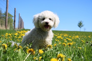 beautiful white poodle mixed dog is sitting in a field of dandelions in the garden