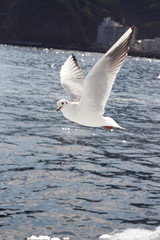 熱海のカモメたち