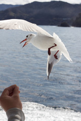熱海のカモメたち