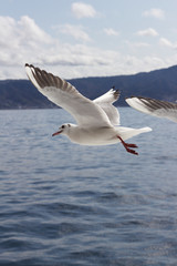 Fototapeta premium 熱海のカモメたち
