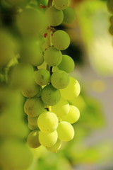 Grapes with morning sun