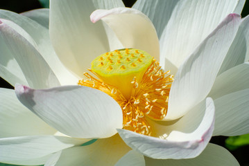 lotus flower and pip