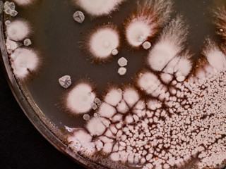 Mixture of actinobacteria 2