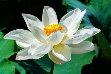 lotus flower and pip