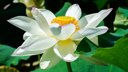 lotus flower and pip