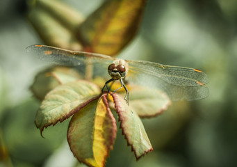 Dragonfly on a green leaf close-up in the summer garden with transparent wings