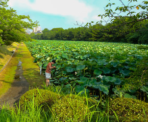 Japanese man and Lotus field 
