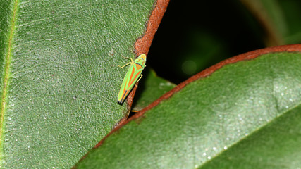 Rhododendronzikade, Graphocephala fennahi, Schnabelkerfe, Zikade, Rundkopfzikade, Kleinzikade, Käfer, Insekt, Makro