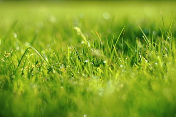 Gras with dew in the morning