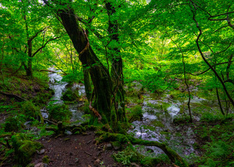 Fototapeta premium Water hole in the forest 