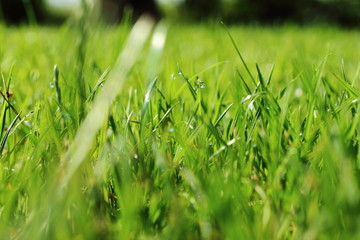 Gras with dew in the morning