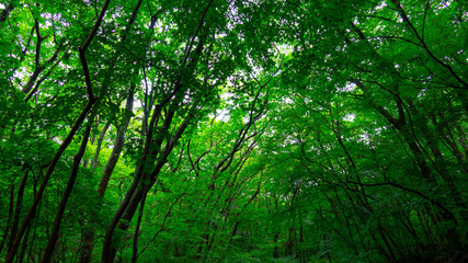 Obraz premium summer trees