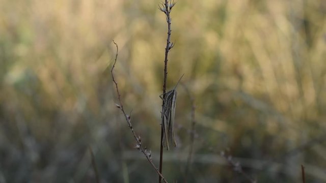 Closeup of grasshopper on the stem of a grass