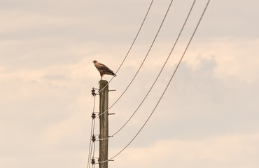 Obraz premium The Chimango Hawk studying the Hunting ground 03