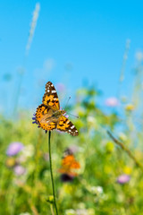 Beautiful butterfly feeding on a bright pink flower closeup. Macro butterfly against blue sky. Butterfly on a spring flower among the field. vertical photo