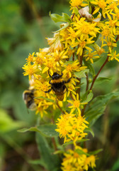 Two bees collects nectar on a flower of goldenrod