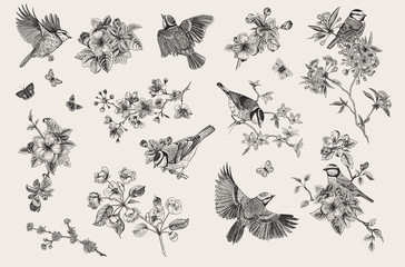 Klasyczna ilustracja rocznika. Blossom garden with tits. Ptaki i kwiaty. Zestaw. Czarny i biały - 282078806