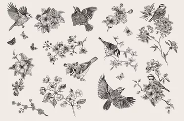Fotobehang Classis vintage illustration. Blossom garden with tits. Birds and flowers. Set. Black and white © OlgaKorneeva