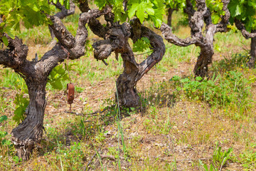 Obraz premium An old grapvine in Provence