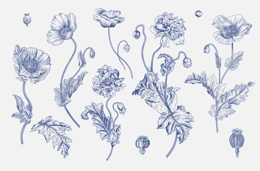 Vintage vector botanical illustration. Set. Poppies. Blue and white - obrazy, fototapety, plakaty