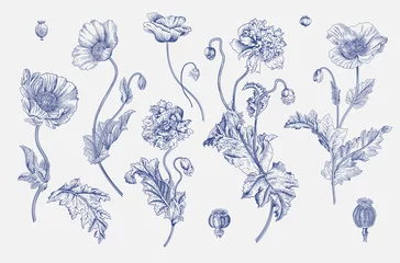 Fotobehang Vintage botanische vectorillustratie. Set. Papavers. Blauw en wit © OlgaKorneeva