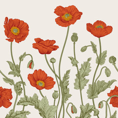 Vintage-Illustration. Nahtlose Grenze. Rote Mohnblumen. © OlgaKorneeva