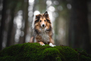 Shetland shepherd in natural enviroment