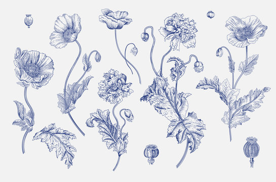 Vintage vector botanical illustration. Set. Poppies. Blue and white