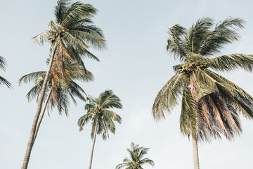 Einsame tropische exotische Kokospalmen gegen blauen Himmel an windigen Tagen. Neutraler Hintergrund. Sommer- und Reisekonzept auf Phuket, Thailand.