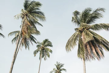 Foto op Plexiglas Lichtgrijs Eenzame tropische exotische kokospalmen tegen blauwe lucht op winderige dag. Neutrale achtergrond. Zomer en reisconcept op Phuket, Thailand.