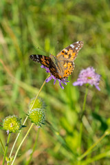 Obraz premium Beautiful butterfly feeding on a bright pink flower closeup. Macro butterfly against blue sky. Butterfly on a spring flower among the field. vertical photo