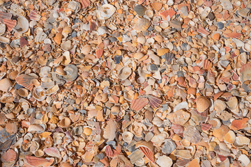 Bunte Muscheln am Strand Hintergrund