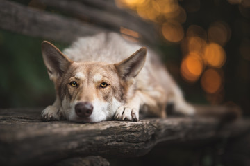 Wolfdog in natural environment, wod, mountain