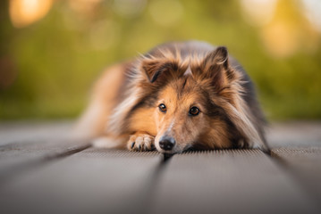 Shetland shepherd in natural enviroment