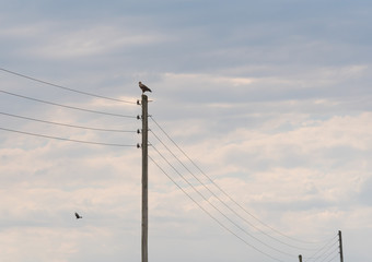 The Chimango Hawk studying the Hunting ground 04