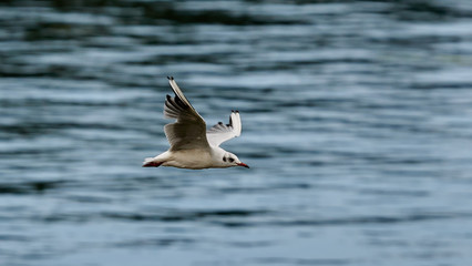 Black-headed Gull Flying Beiramar