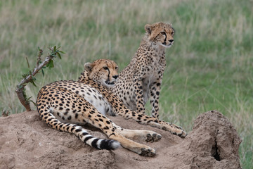 Watchful Cheetahs on termite mound