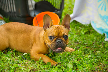 Fototapeta premium Beautiful red french bulldog puppy enjoyng in park with owner