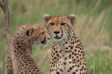 Naklejka na ściany i meble Close up of two cheetahs