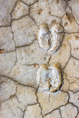 The cow footprint on the dry cracked surface of soil
