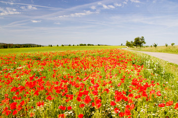 Old rural house in summer sunny day