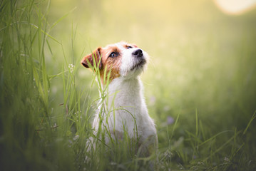 Jack russel terrier, dog, natural environment