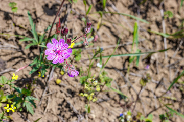 The flower of the wild cranesbill (binomial name Geranium tuberosum) growing in the field. Rostov-on-Don region, Russia