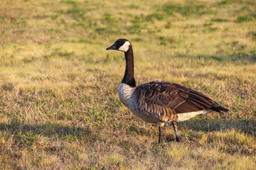 Canada goose eating at park